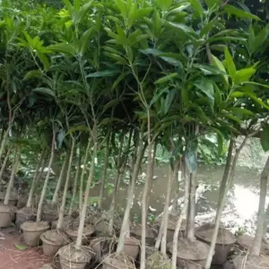 দেশি বিদেশি ১০ টি আম গাছের চারা প্যাকেজ
