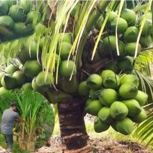 ৫ টি নারিকেল চারা ক্রয় করলে ১০ টি অন্যান্য চারা একদম ফ্রী